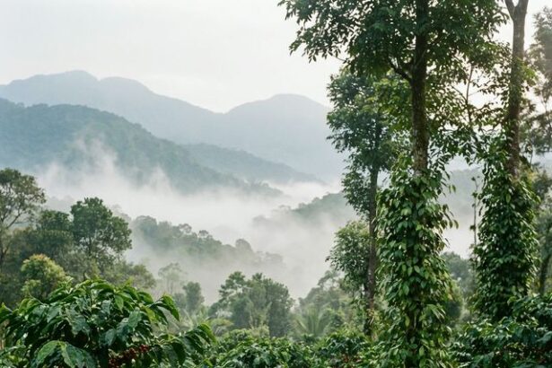 Misty coffee plantation in Coorg, Karnataka